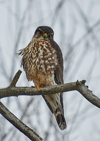 Merlin