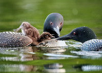 Loons