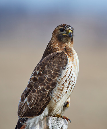 Red-tailed Hawk
