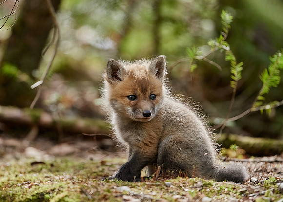 Red Fox Kit