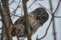 Great Grey Owl