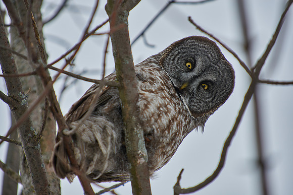 Great Grey Owl