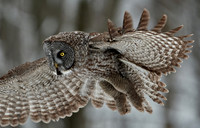 Great Grey Owl