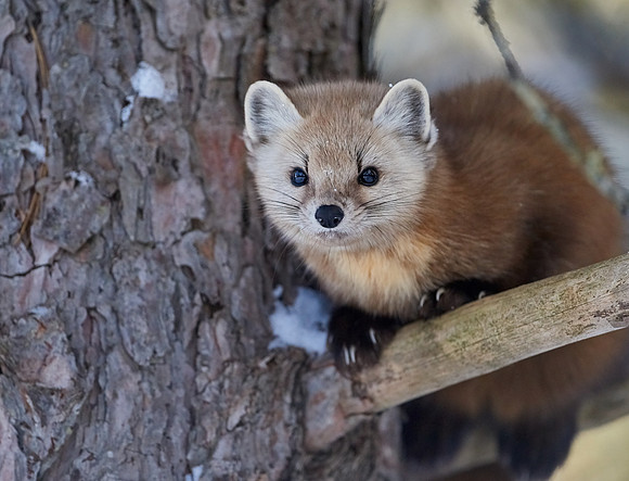 American Pine Marten