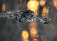Great Grey Owl