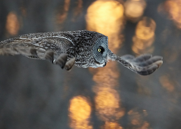 Great Grey Owl