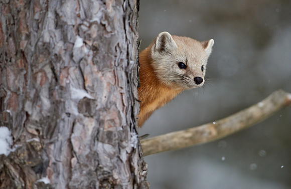American Pine Marten