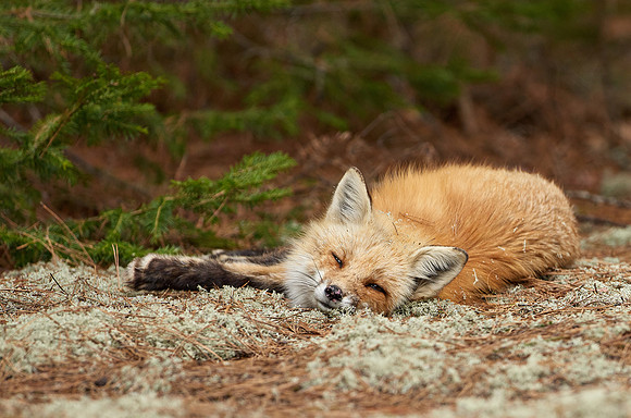Red Fox
