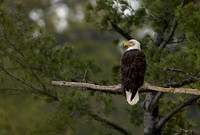 Bald Eagle