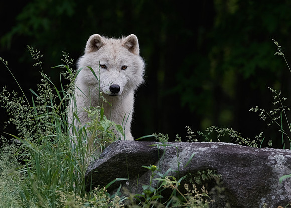 Arctic Wolf