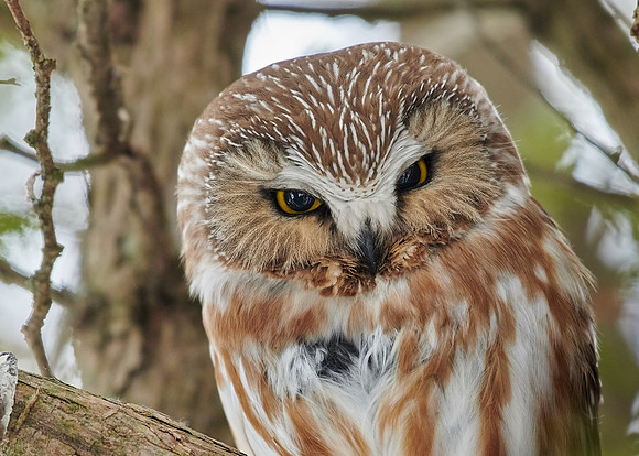 Saw-whet Owl
