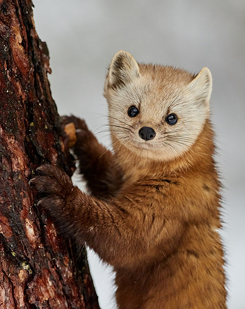 American Pine Marten