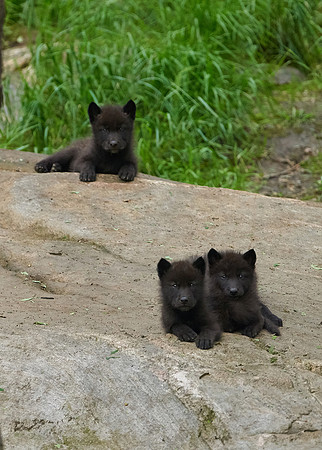 Black Wolf Pups