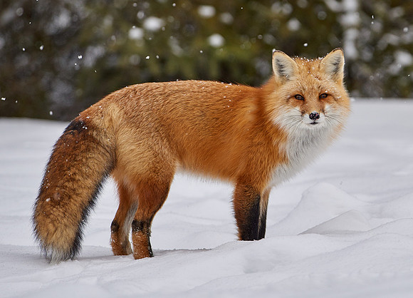 Red Fox