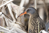 Virginia Rail