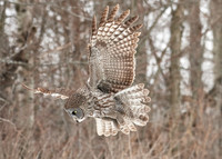 Great Grey Owl