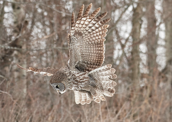Great Grey Owl