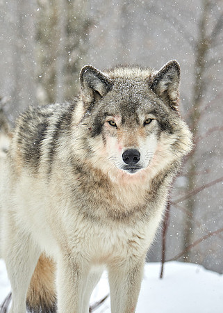 Timberwolf