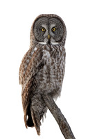 Great Grey Owl