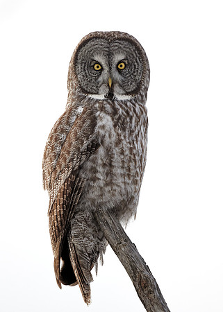 Great Grey Owl