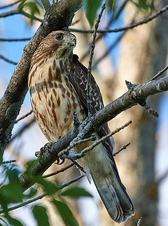 Broad Winged Hawk