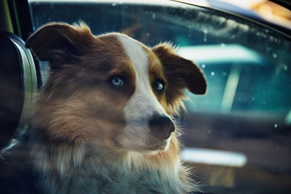 Who's That Doggy in The car Window
