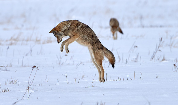 Eastern Wolf