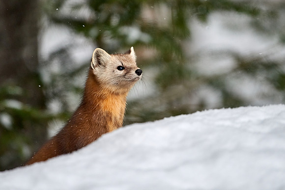 American Pine Marten