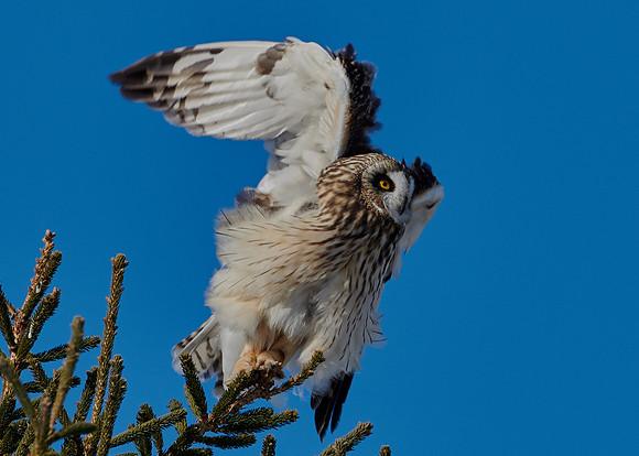 Short Eared Owl