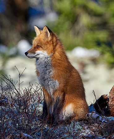 Red Fox