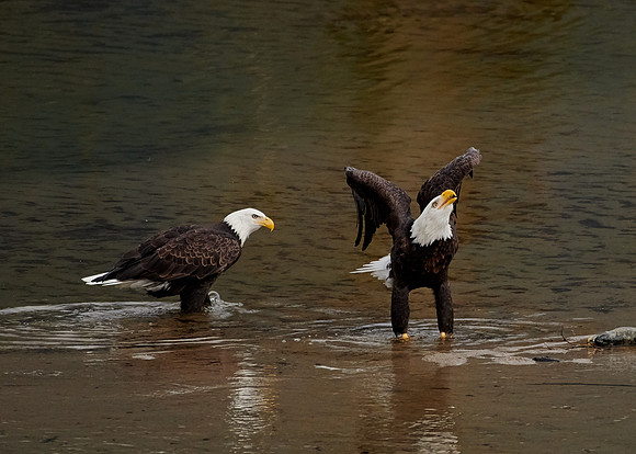 Bald Eagles