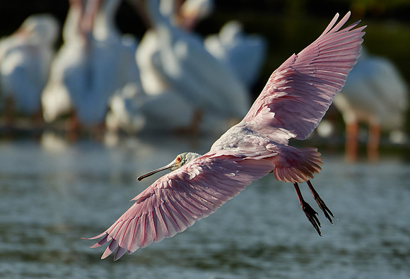 Roseate Spoonbill