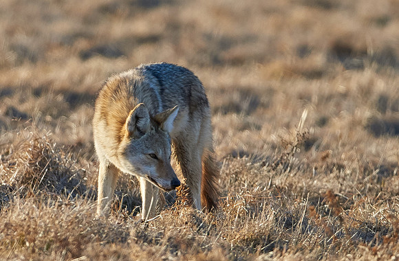 Eastern Wolf
