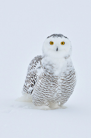 Snowy Owl