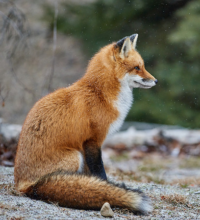 Red Fox