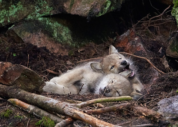 Timber Wolf Pups