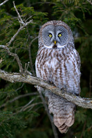 Great Grey Owl