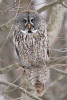 Great Grey Owl