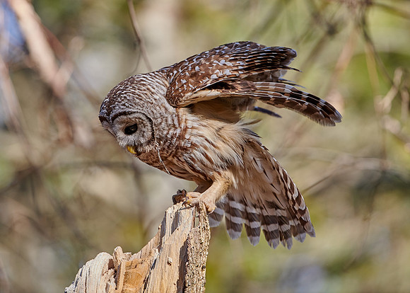 Barred Owl