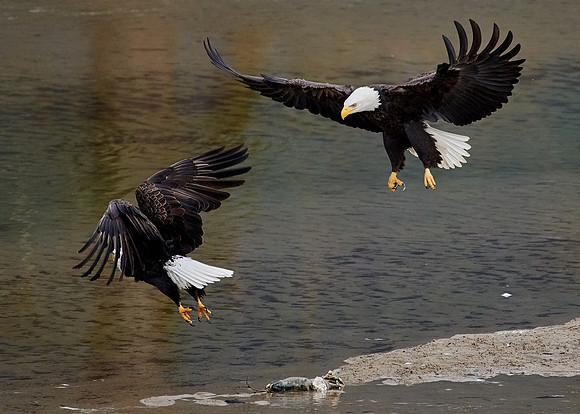Bald Eagles