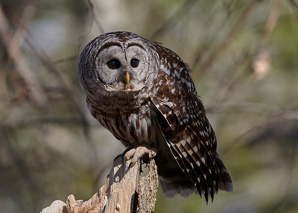 Barred Owl
