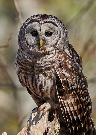 Barred Owl