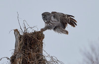 Great Grey Owl