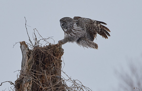 Great Grey Owl
