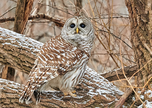 Barred Owl