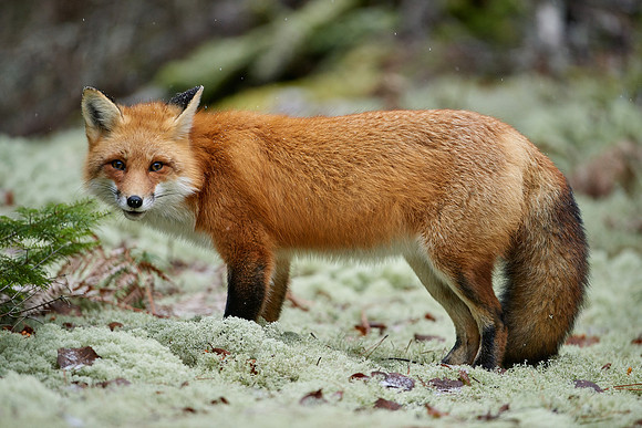 Red Fox In Lichen