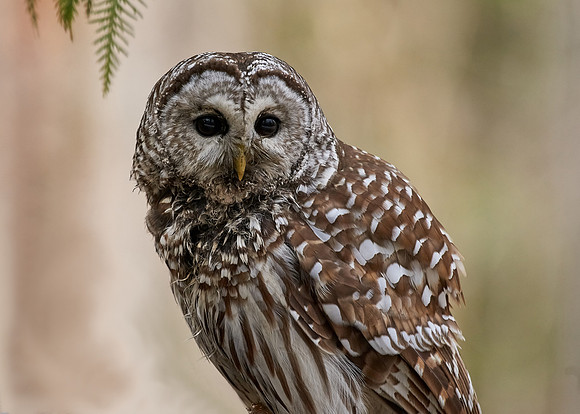 Barred Owl