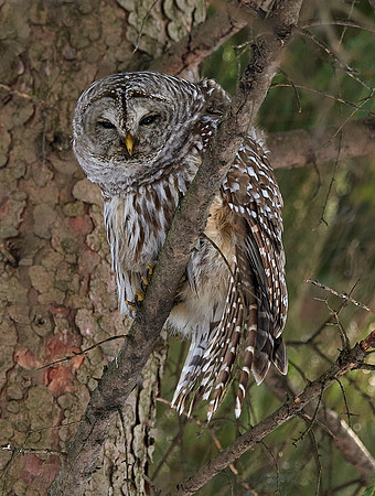 Barred Owl