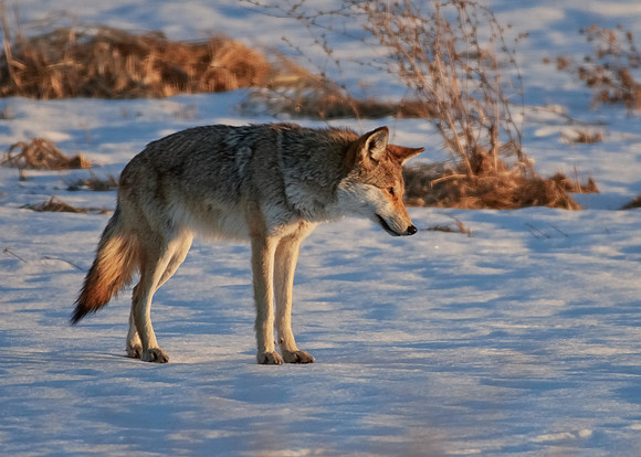 Eastern Wolf
