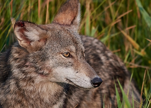 Eastern Wolf